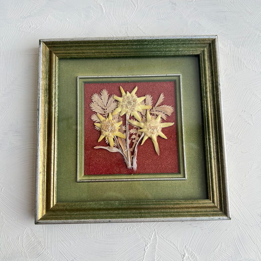 Vintage Edelweiss Alpen Bild Bilderrahmen getrocknete Blumen Herbarium