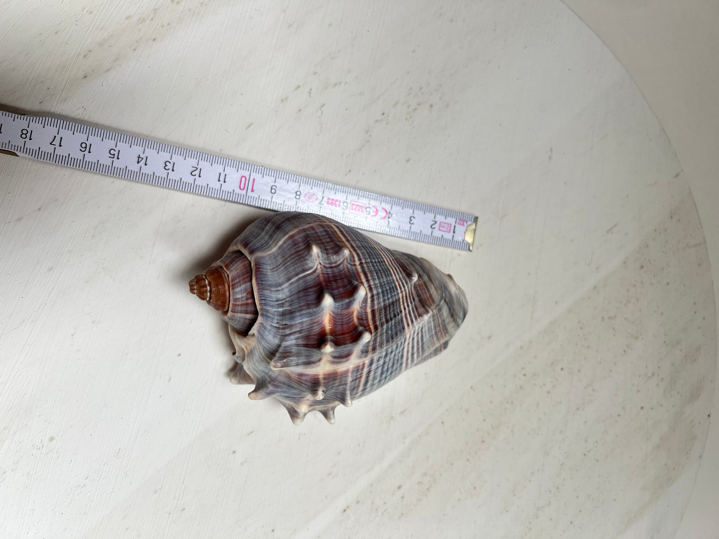 Melongena corona Florida Kronenmuschel Naturmuschel Coastal Maritim Deko