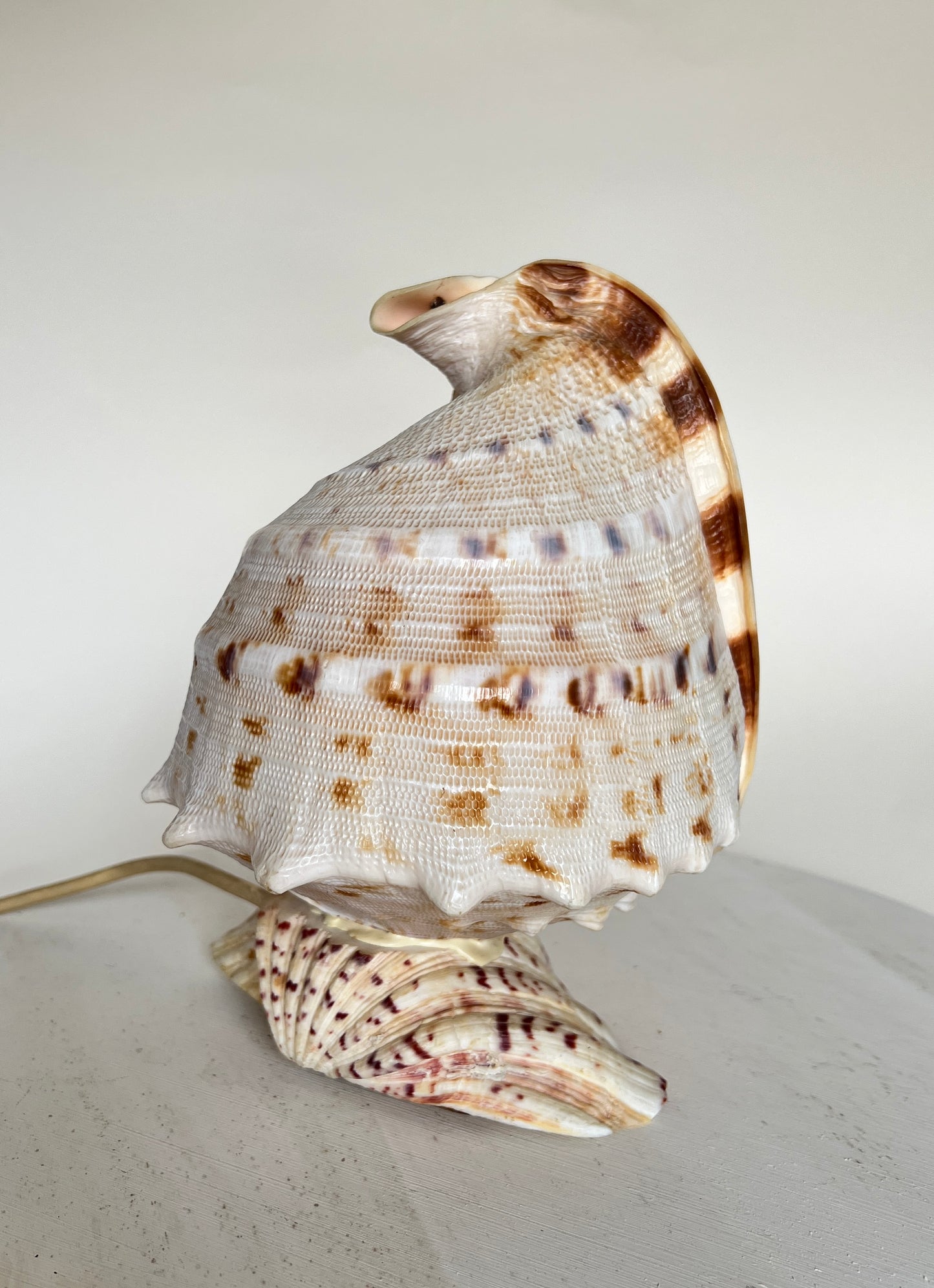 Vintage Riesen Muschel Tischlampe Nachttischlampe Conch Maritim Ambient