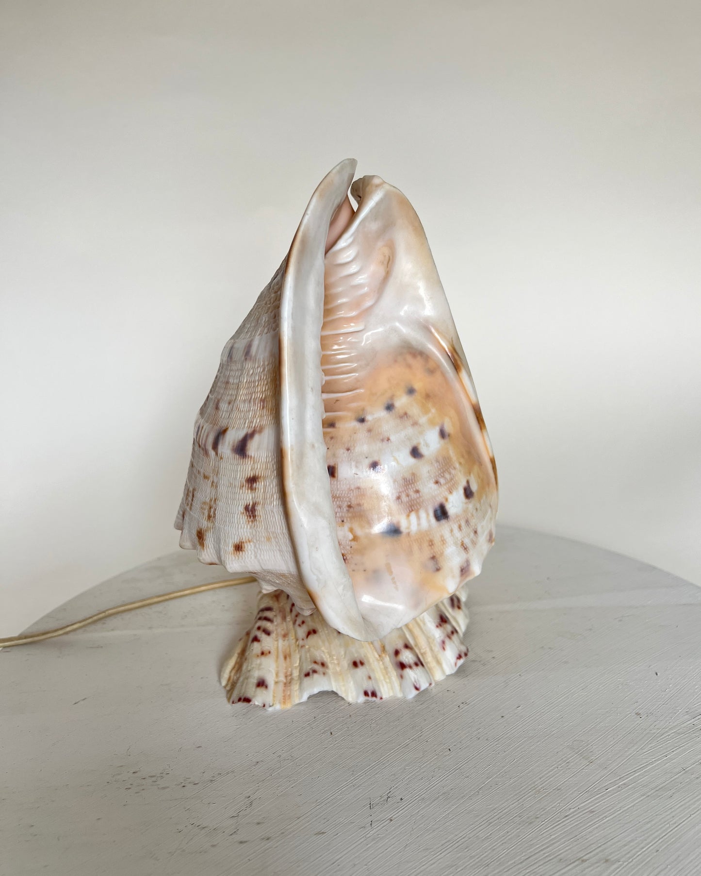 Vintage Riesen Muschel Tischlampe Nachttischlampe Conch Maritim Ambient