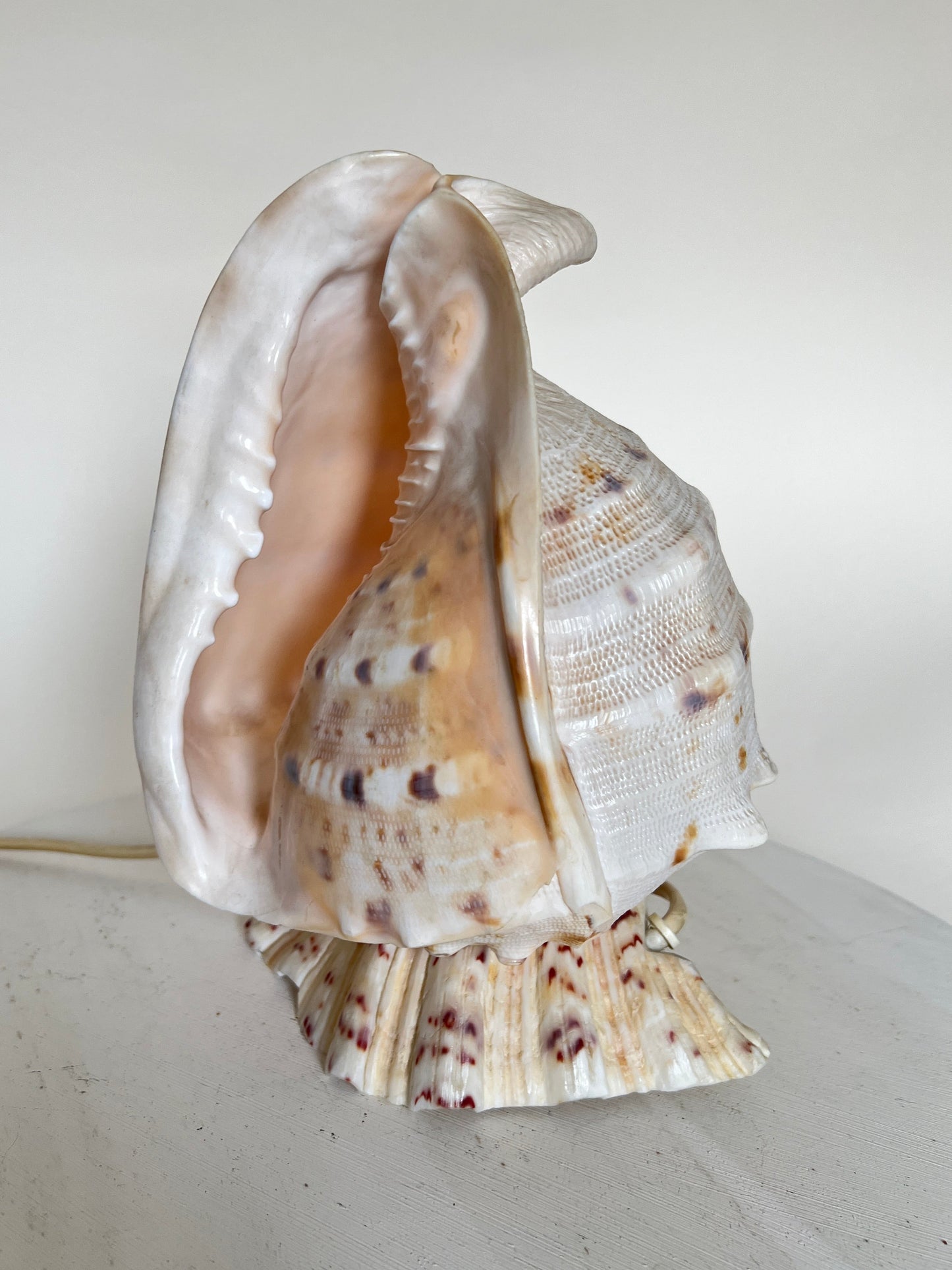 Vintage Riesen Muschel Tischlampe Nachttischlampe Conch Maritim Ambient