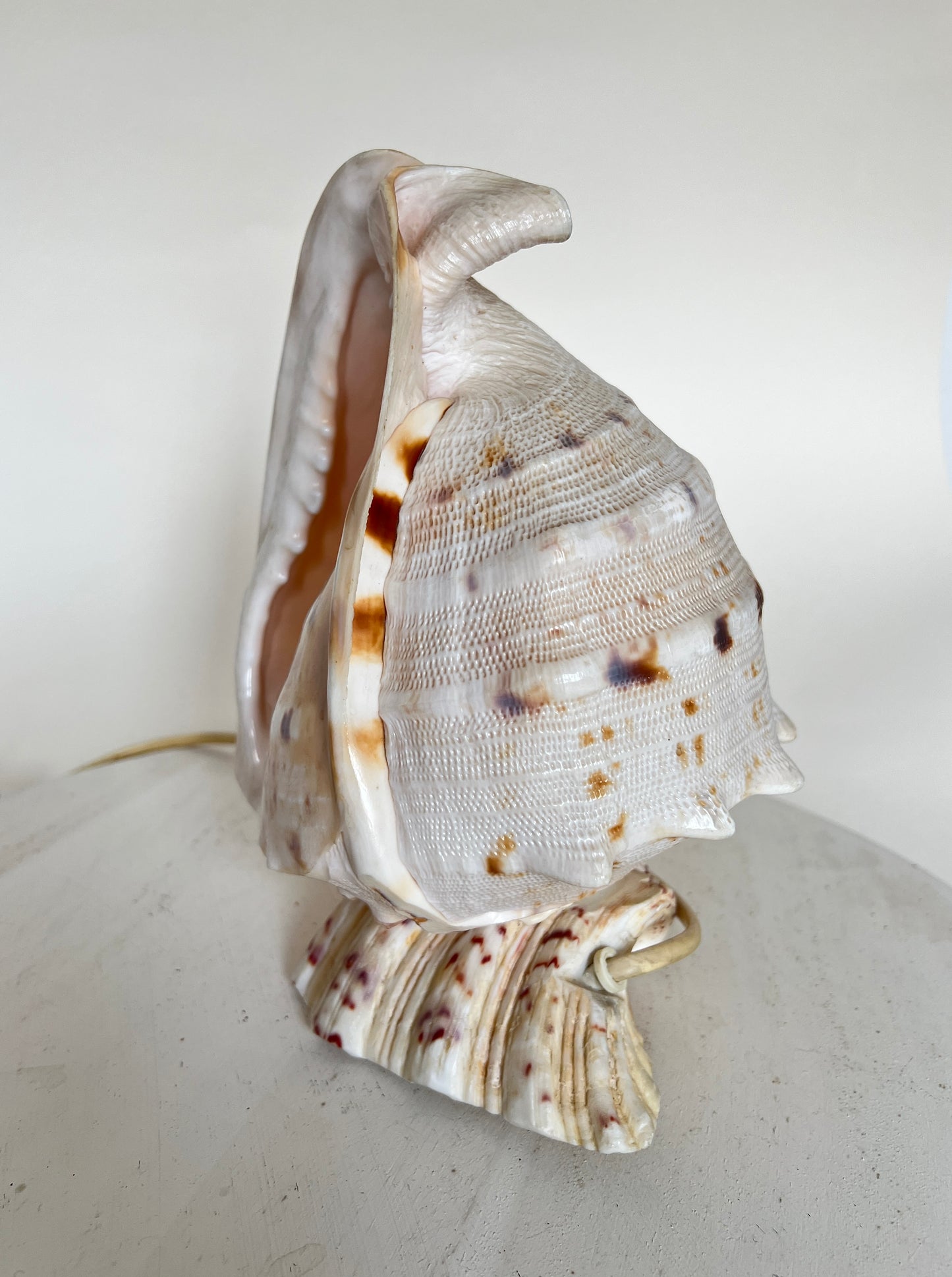 Vintage Riesen Muschel Tischlampe Nachttischlampe Conch Maritim Ambient