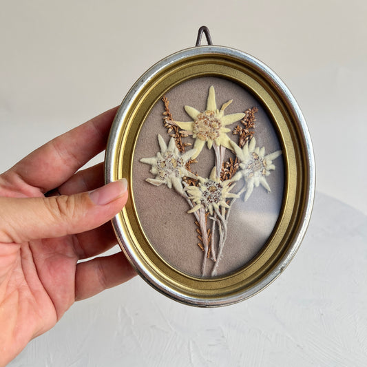 Vintage Edelweiss Herbarium Diorama kleines Bild mit Pflanze