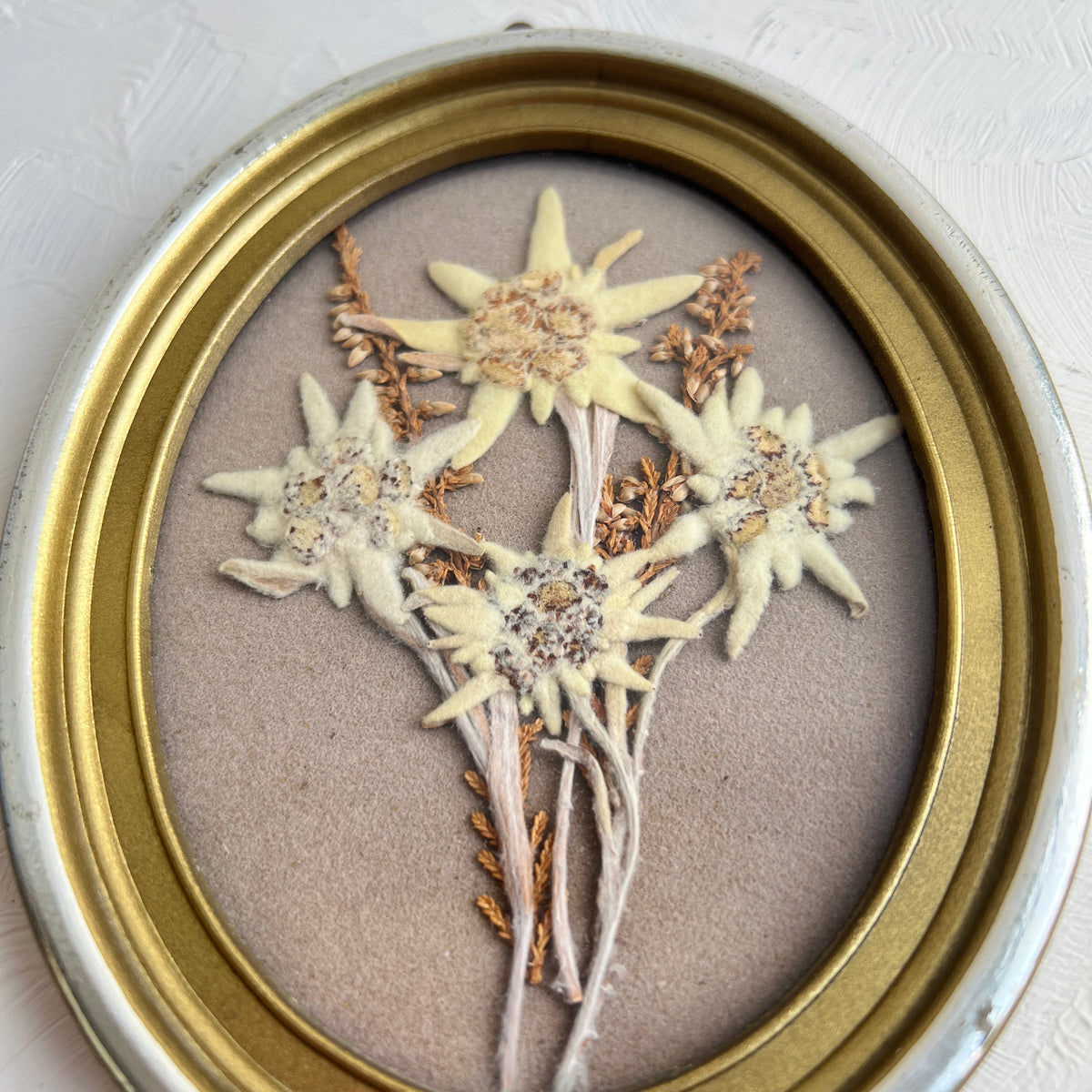 Vintage Edelweiss Herbarium Diorama kleines Bild mit Pflanze