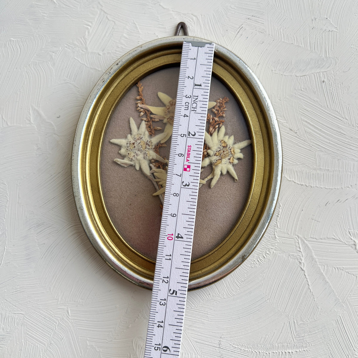 Vintage Edelweiss Herbarium Diorama kleines Bild mit Pflanze