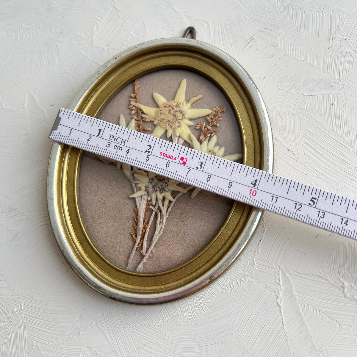 Vintage Edelweiss Herbarium Diorama kleines Bild mit Pflanze