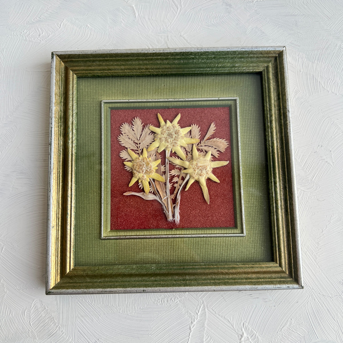 Vintage Edelweiss Alpen Bild Bilderrahmen getrocknete Blumen Herbarium