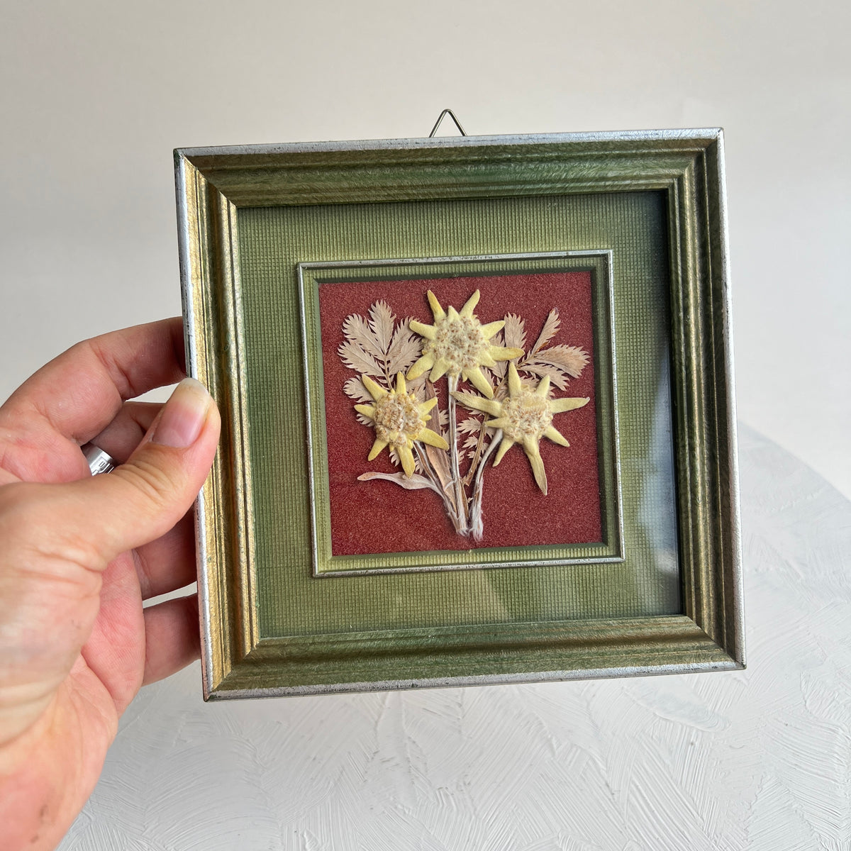 Vintage Edelweiss Alpen Bild Bilderrahmen getrocknete Blumen Herbarium