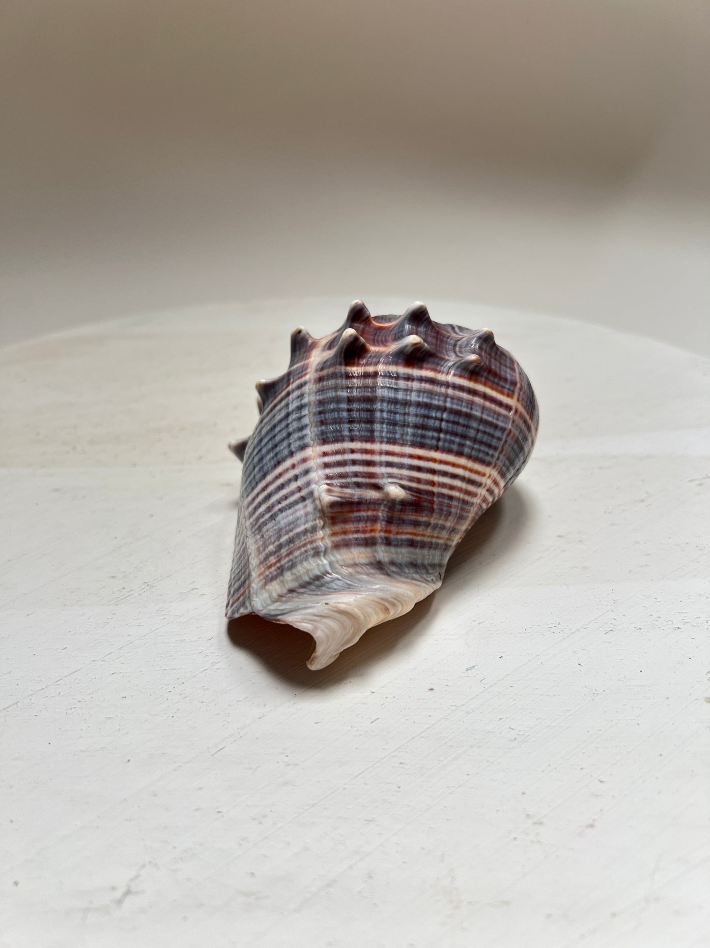 Melongena corona Florida Kronenmuschel Naturmuschel Coastal Maritim Deko