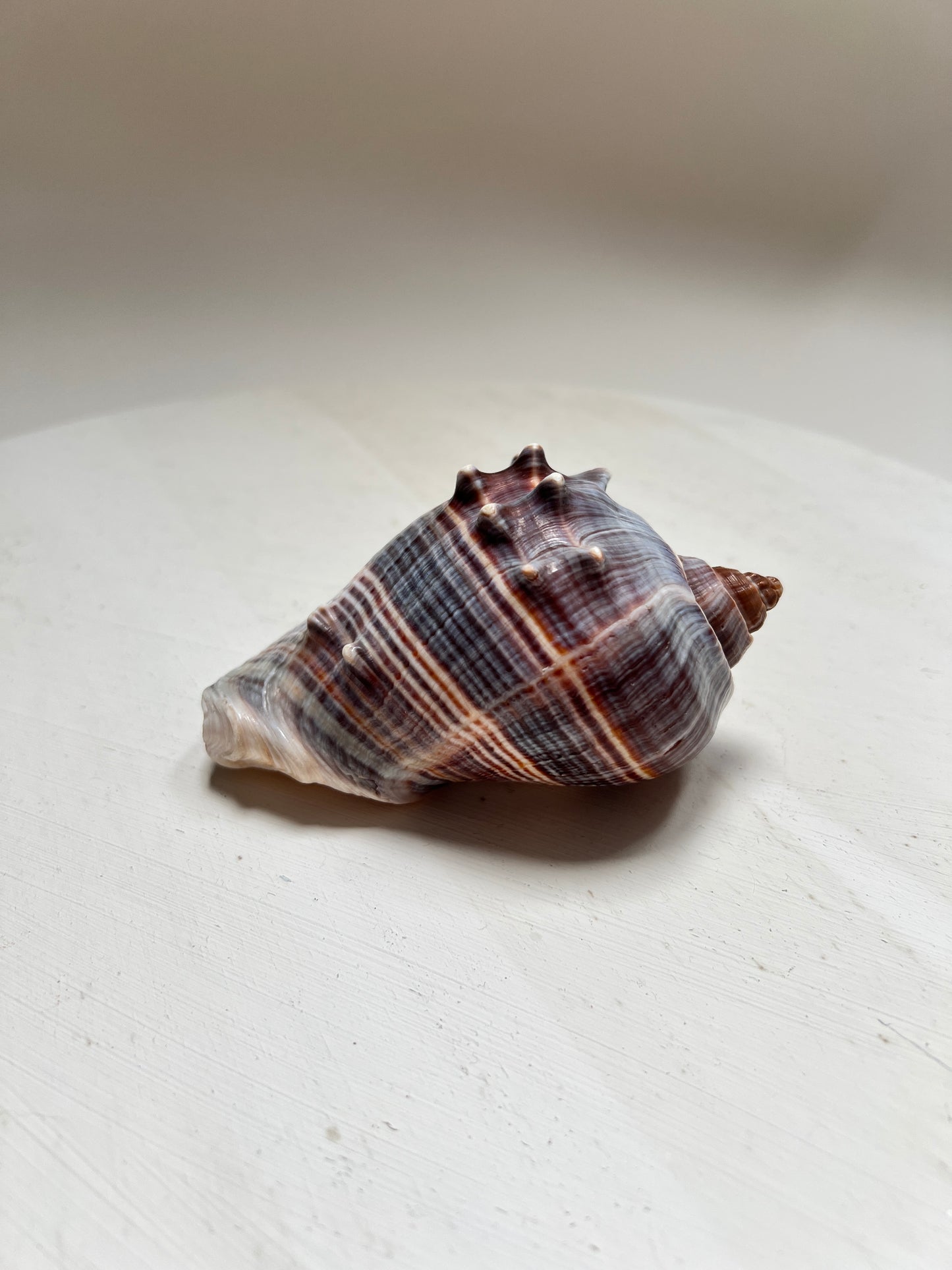 Melongena corona Florida Kronenmuschel Naturmuschel Coastal Maritim Deko
