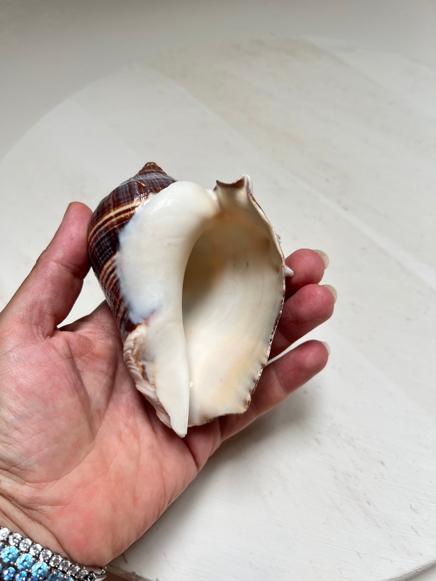 Melongena corona Florida Kronenmuschel Naturmuschel Coastal Maritim Deko