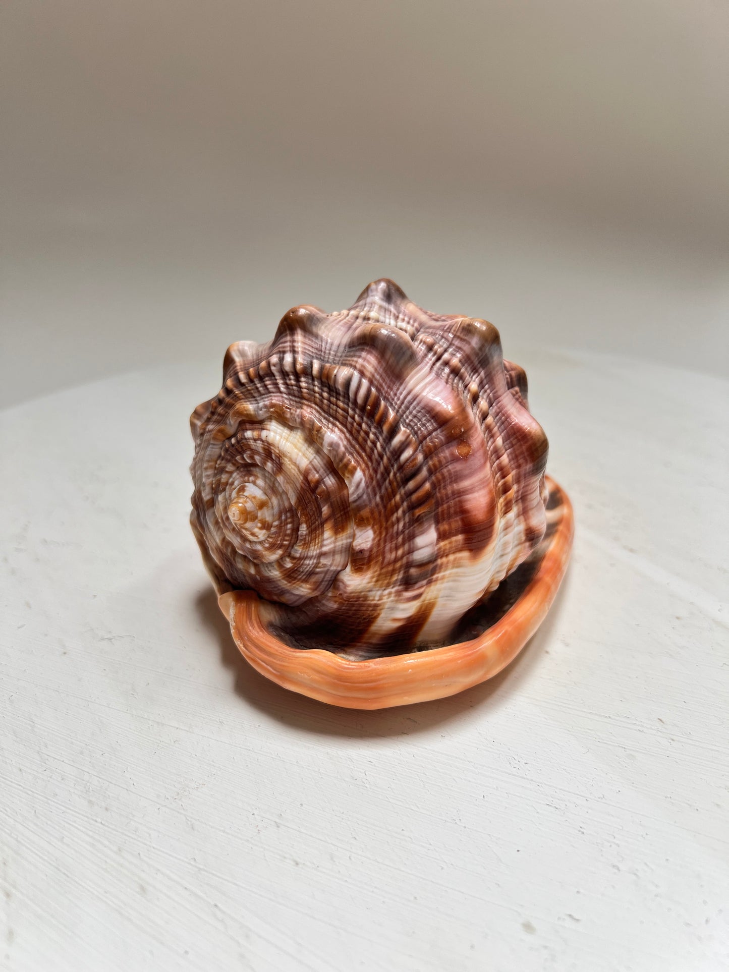 Cypraecassis Rufa Rote Helmschnecke Große Naturmuschel Coastal Maritim