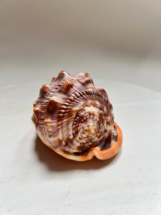 Cypraecassis Rufa Rote Helmschnecke Große Naturmuschel Coastal Maritim