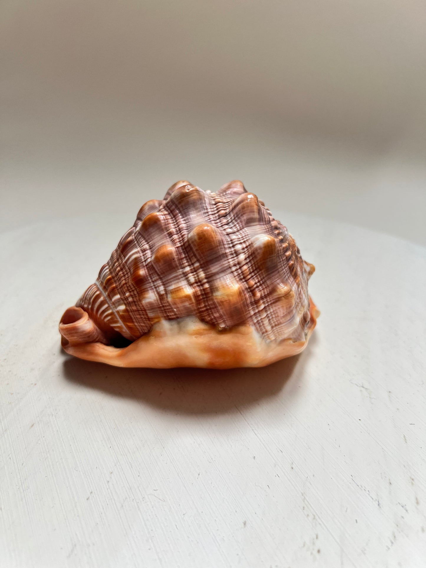 Cypraecassis Rufa Rote Helmschnecke Große Naturmuschel Coastal Maritim