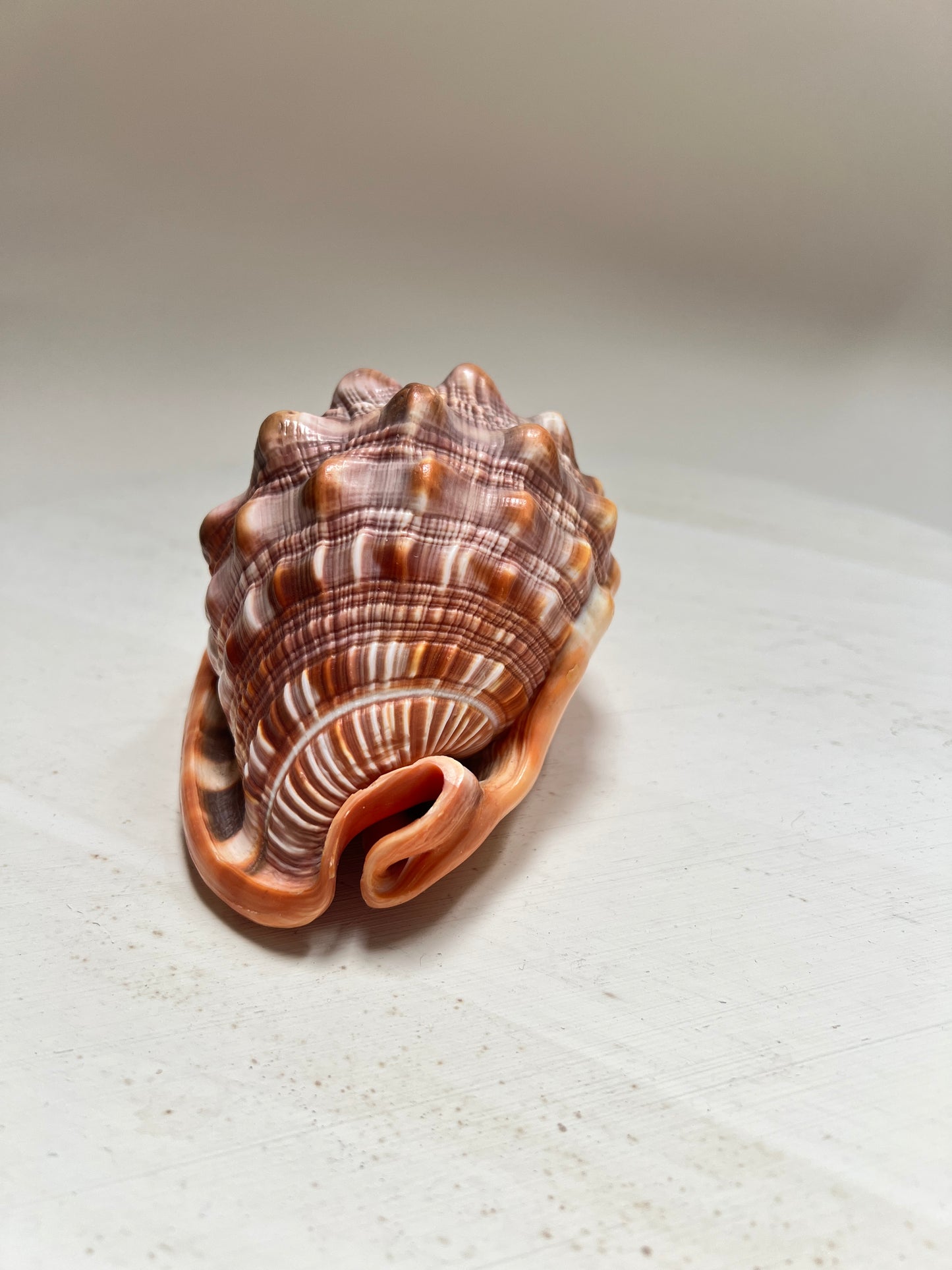 Cypraecassis Rufa Rote Helmschnecke Große Naturmuschel Coastal Maritim