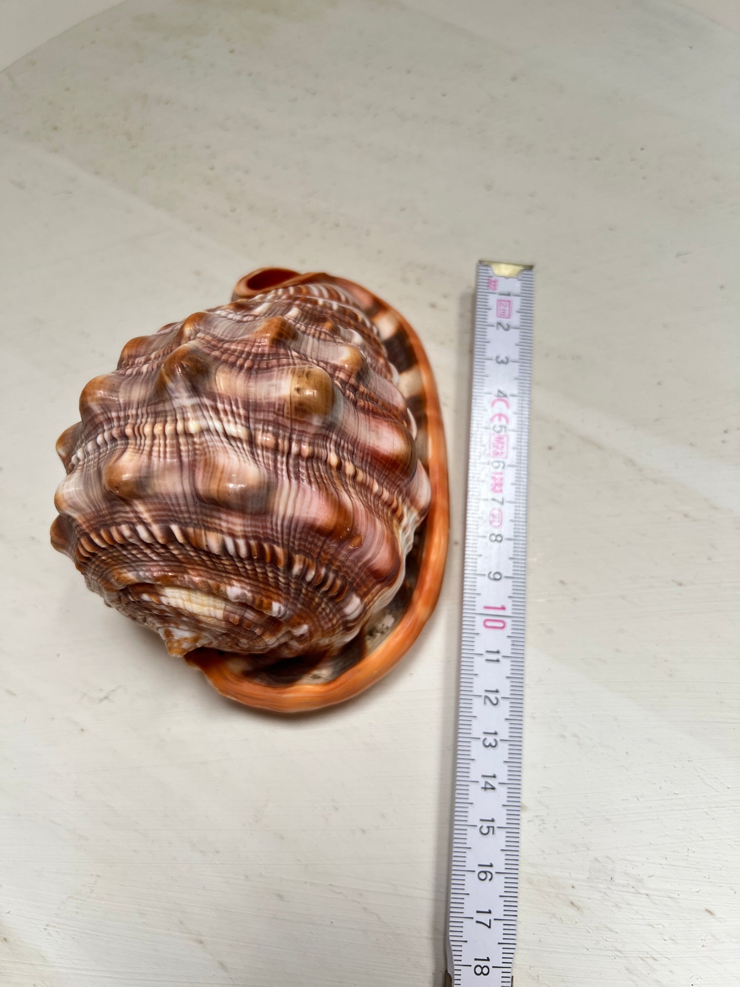 Cypraecassis Rufa Rote Helmschnecke Große Naturmuschel Coastal Maritim