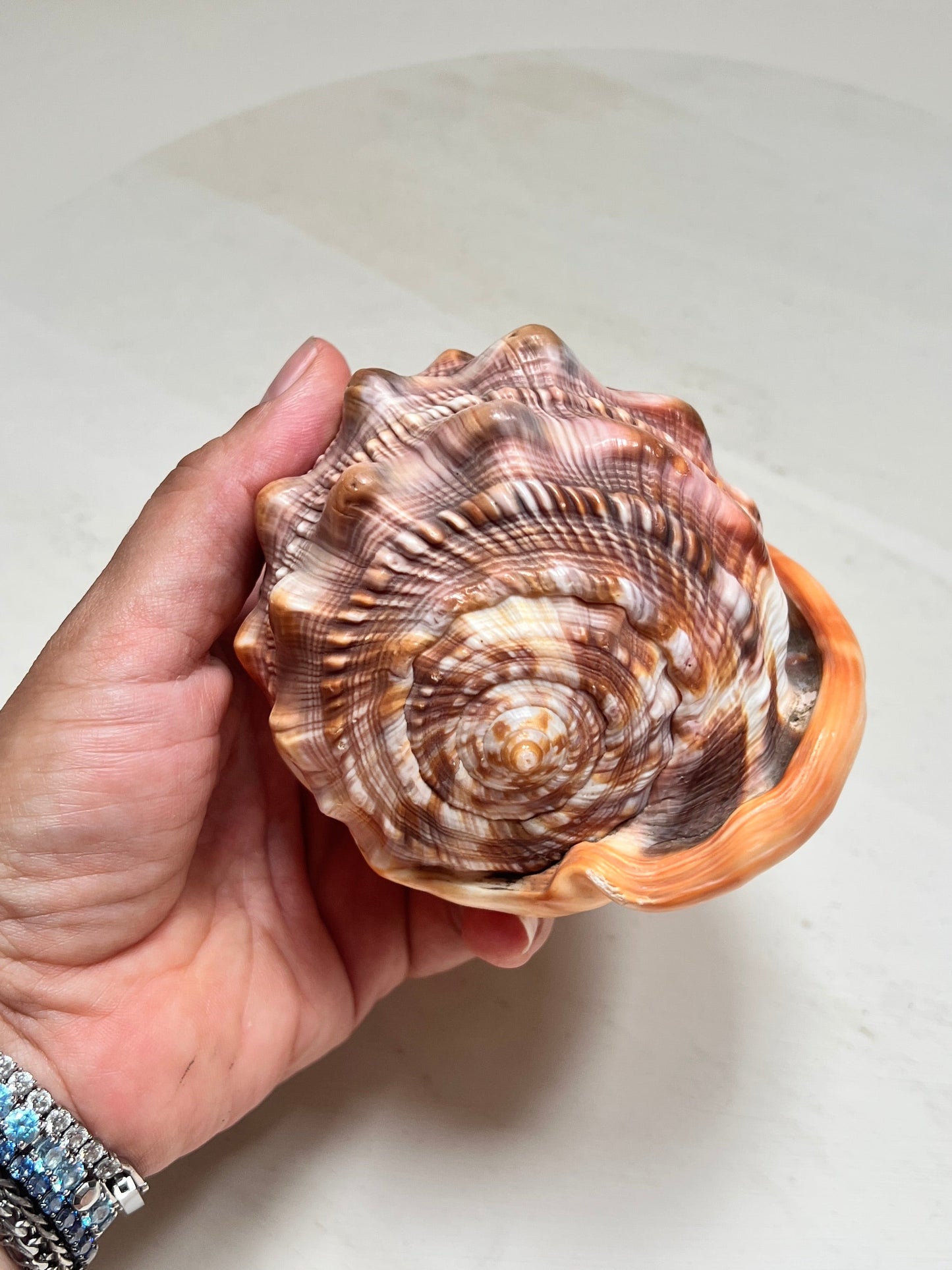 Cypraecassis Rufa Rote Helmschnecke Große Naturmuschel Coastal Maritim