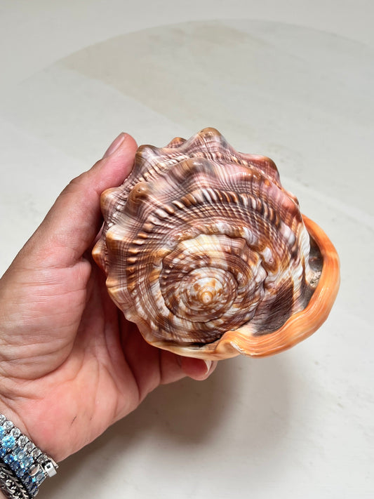 Cypraecassis Rufa Rote Helmschnecke Große Naturmuschel Coastal Maritim