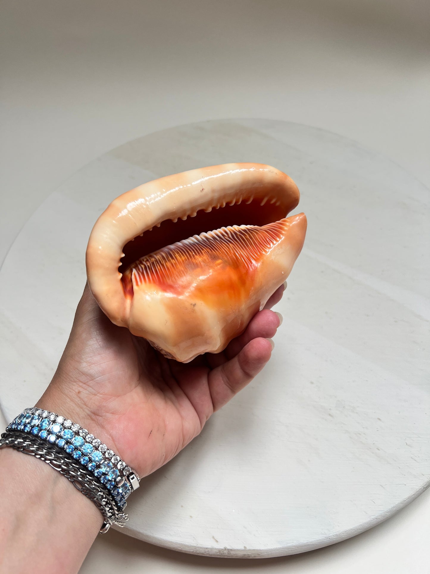 Cypraecassis Rufa Rote Helmschnecke Große Naturmuschel Coastal Maritim