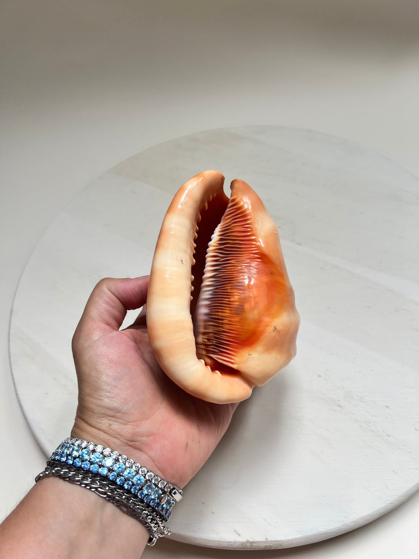 Cypraecassis Rufa Rote Helmschnecke Große Naturmuschel Coastal Maritim