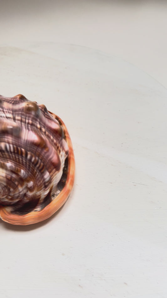 Melongena corona Florida Kronenmuschel Naturmuschel Coastal Maritim Deko